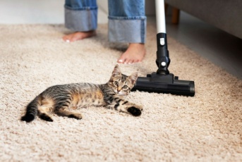 Comment enlever les poils d&rsquo;animaux ?