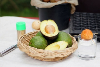 Comment faire pousser un avocat à partir d&rsquo;un noyau ?
