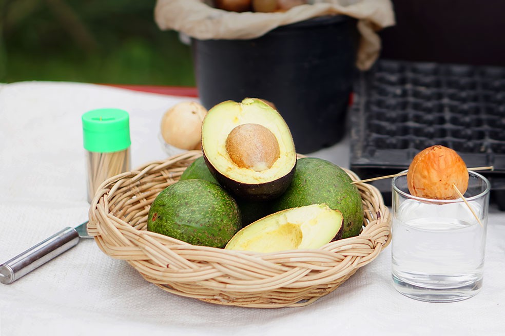 Comment faire pousser un avocat à partir d’un noyau ?